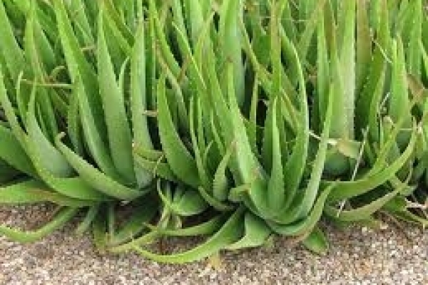CONSIGLI DI BELLEZZA DOPO SAUNA- ALOE VERA
