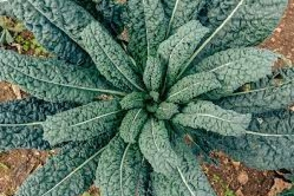 CADUTA DI CAPELLI AUTUNNALE? Scopri i migliori integratori naturali