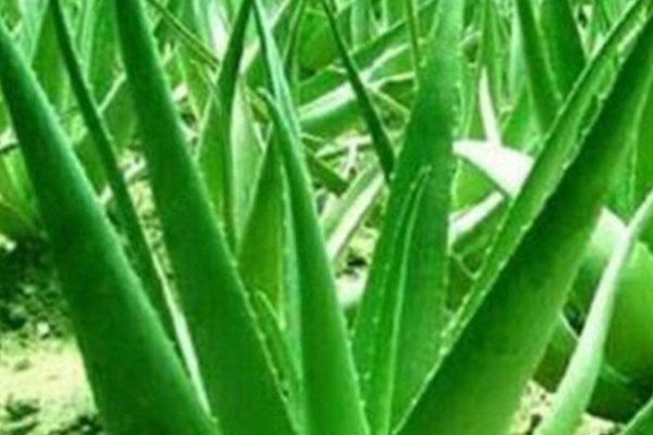 ALOE VERA,TOCCASANA  PER DENTI E GENGIVE!