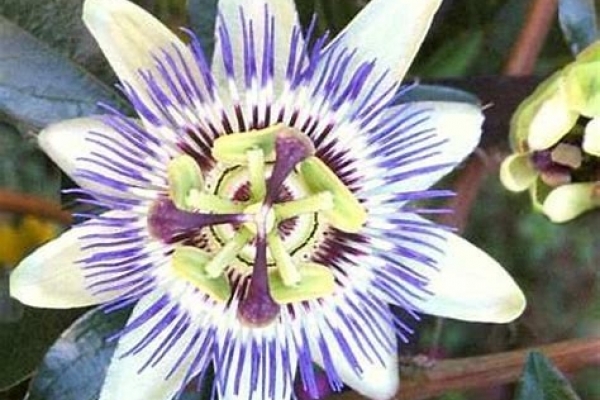 RIMEDI NATURALI CONTRO L'INSONNIA