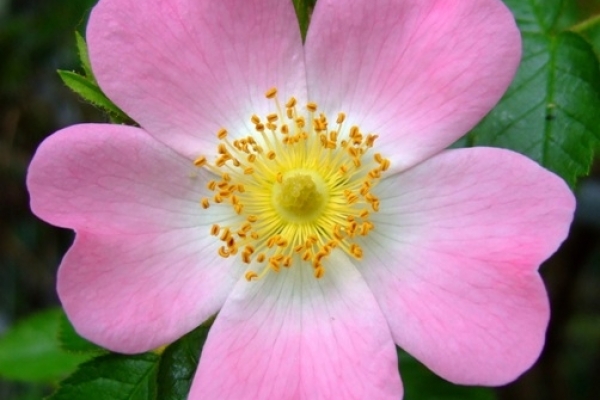 TISANA AUTUNNALE  ANTI -AGE  con Rosa Canina